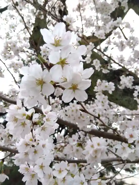 福井神社(福井県)