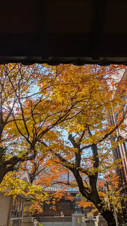 墨染寺(桜寺)(京都府)