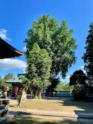 長沼八幡宮(栃木県)