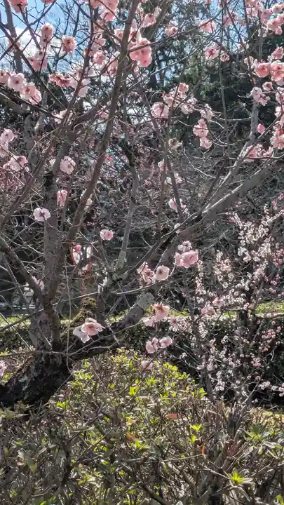 隨心院(随心院)(京都府)