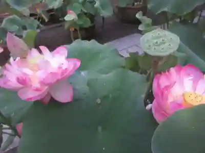 覚園寺(神奈川県)