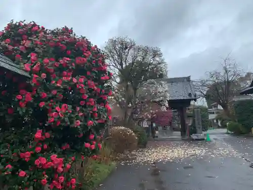 妙建寺の山門