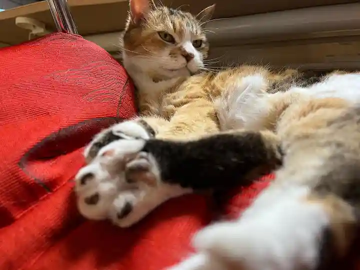 秩父札所十三番 慈眼寺の動物