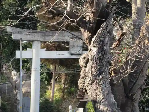 熊野神社の鳥居