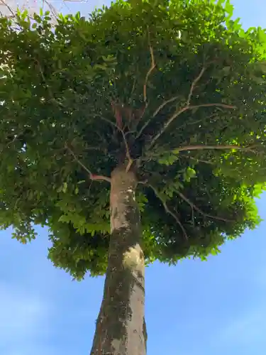 薬師寺八幡宮の自然
