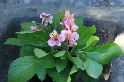 熊野福藏神社の手水舎
