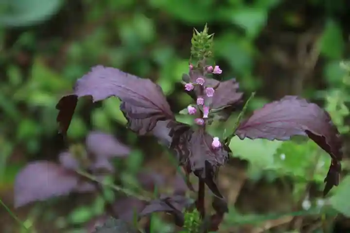 大六天麻王神社の自然