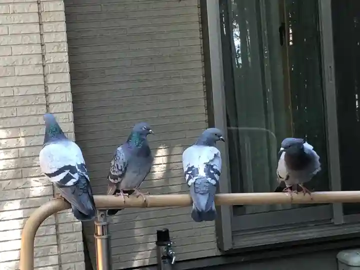 沖野八幡神社の{uncategorized: "未分類", other: "その他", undefined: "問題あり", building: "その他建物", grave: "お墓", sacred_gate: "鳥居", guardian: "狛犬", statue: "像", buddha: "仏像", history: "歴史", nature: "自然", garden: "庭園", animal: "動物", pagoda: "塔", temizu: "手水舎", mountain_gate: "山門・神門", sanctuary: "本殿・本堂", subordinate: "末社・摂社", art: "芸術", scenery: "景色", jizo: "地蔵", ema: "絵馬", goshuin: "御朱印", omikuji: "おみくじ", items: "授与品その他", amulet: "お守り", goshuincho: "御朱印帳", eats: "食事", festival: "お祭り", votive_dance: "神楽", shichigosan: "七五三参", wedding: "結婚式", experience: "体験その他", initially: "初詣", around: "周辺", anti_infection: "感染症対策"}