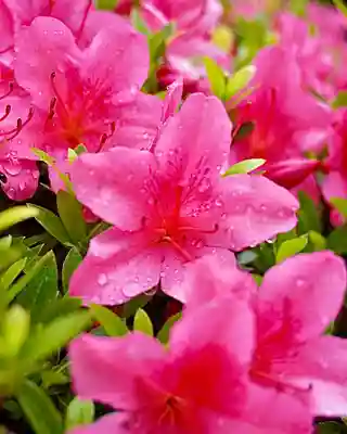 伊達神社(北海道)