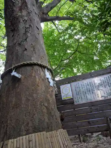 鎮守氷川神社の自然