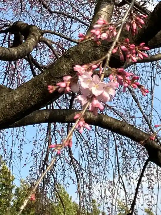 櫻木神社の自然