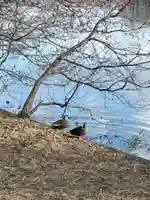 日枝神社(東京都)