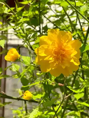 六孫王神社(京都府)