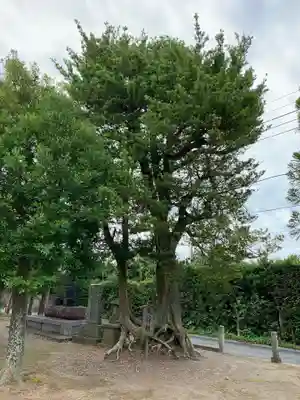 子安神社の自然