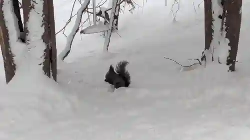 上川神社の動物