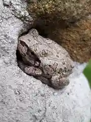 磐神社の動物