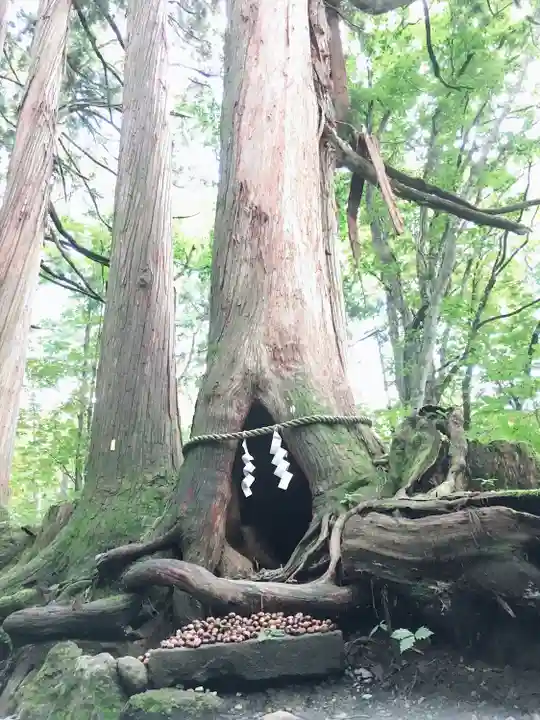戸隠神社奥社の自然