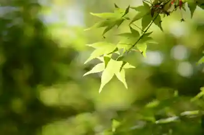 建仁寺（建仁禅寺）(京都府)