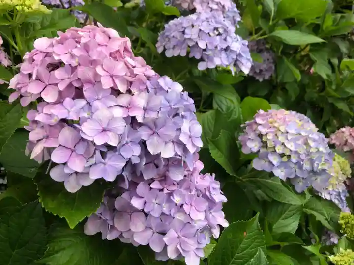 三室戸寺の自然