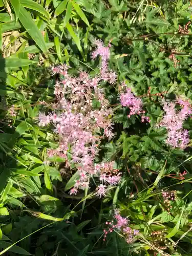 箱根元宮の自然