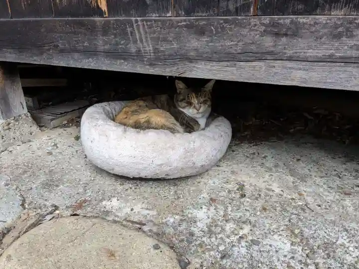 八幡社(柏井町)の動物