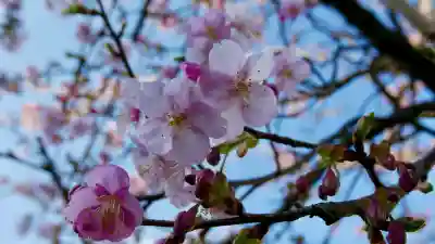 武州白子熊野神社の{uncategorized: "未分類", other: "その他", undefined: "問題あり", building: "その他建物", grave: "お墓", sacred_gate: "鳥居", guardian: "狛犬", statue: "像", buddha: "仏像", history: "歴史", nature: "自然", garden: "庭園", animal: "動物", pagoda: "塔", temizu: "手水舎", mountain_gate: "山門・神門", sanctuary: "本殿・本堂", subordinate: "末社・摂社", art: "芸術", scenery: "景色", jizo: "地蔵", ema: "絵馬", goshuin: "御朱印", omikuji: "おみくじ", items: "授与品その他", amulet: "お守り", goshuincho: "御朱印帳", eats: "食事", festival: "お祭り", votive_dance: "神楽", shichigosan: "七五三参", wedding: "結婚式", experience: "体験その他", initially: "初詣", around: "周辺", anti_infection: "感染症対策"}