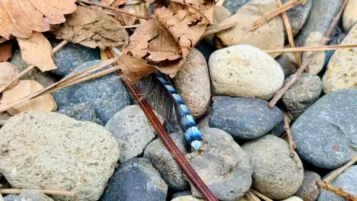 函館八幡宮の動物