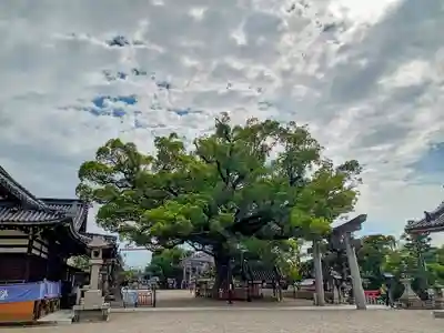 百舌鳥八幡宮(大阪府)