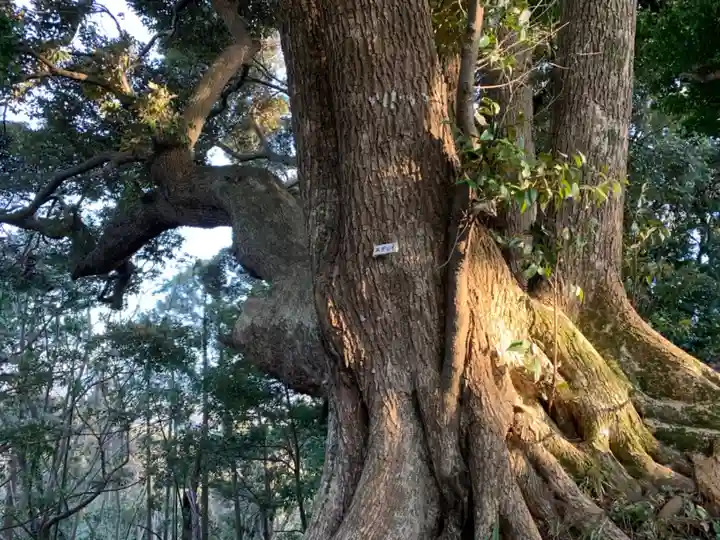 浅間神社の自然