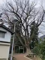 上諏訪神社(彌彦神社末社)(新潟県)