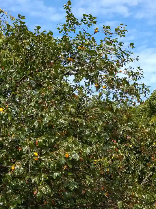 木華佐久耶比咩神社の自然