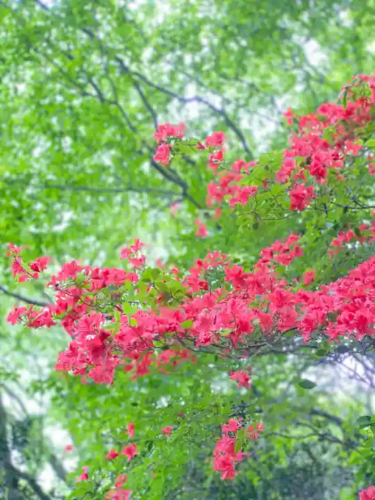 九頭龍神社本宮の自然
