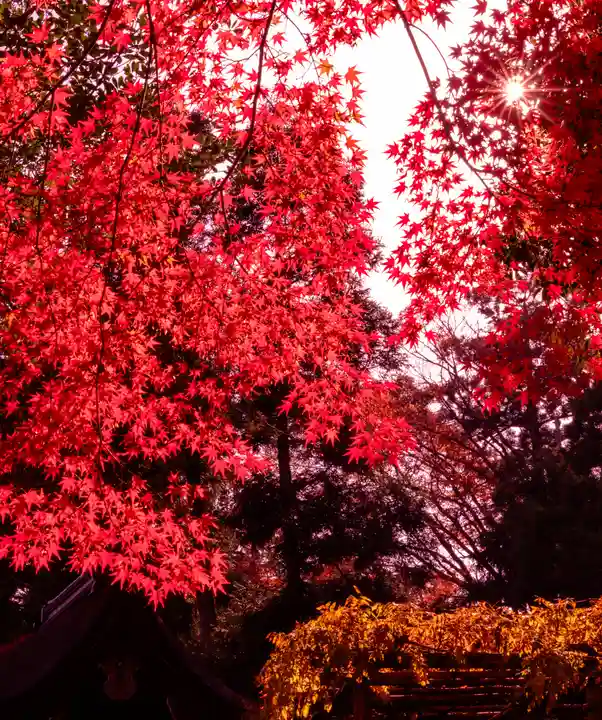 賀茂別雷神社(上賀茂神社)(京都府)