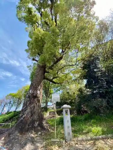 許波多神社（小幡東中鎮座）の自然