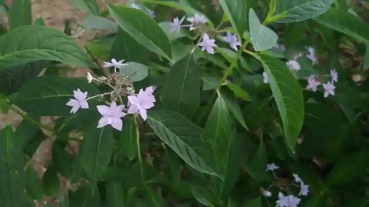 柳谷観音 楊谷寺の自然