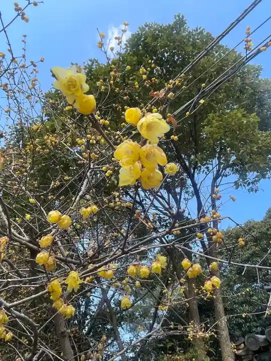 道明寺天満宮(大阪府)