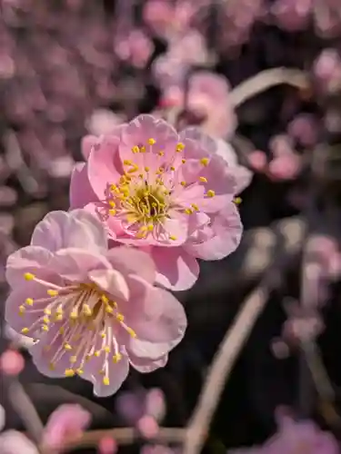 最明寺(埼玉県)