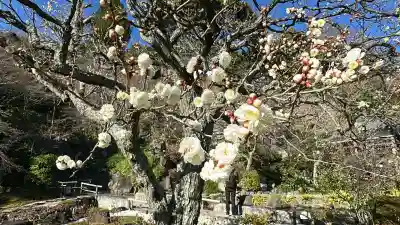 長谷寺(神奈川県)