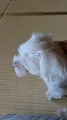 本昌寺(京都府)