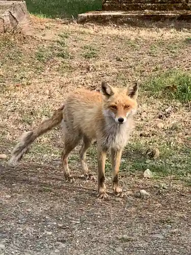 留辺蘂神社の動物