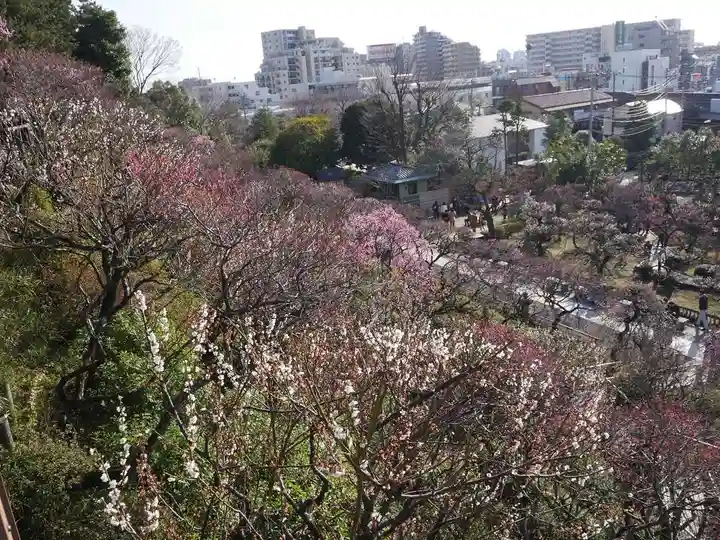 大坊本行寺の自然