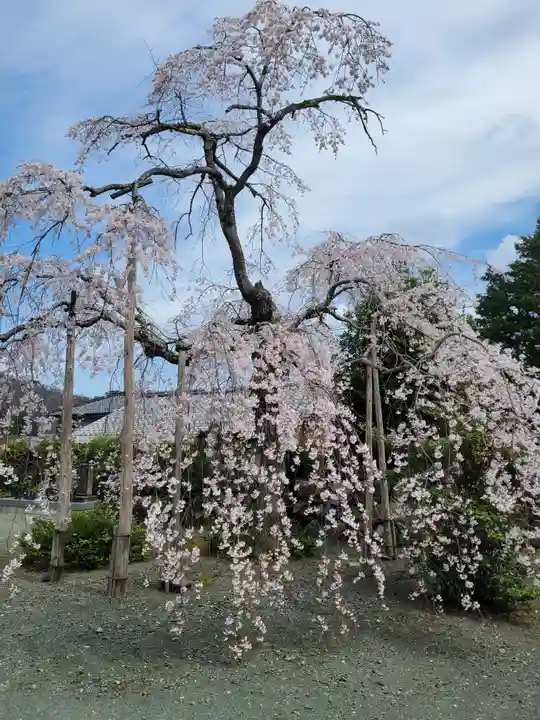 長徳寺(福井県)