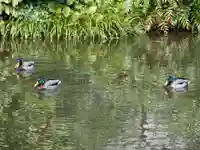 時宗総本山 遊行寺(正式:清浄光寺)の動物