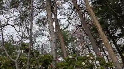 旭川天満宮の自然