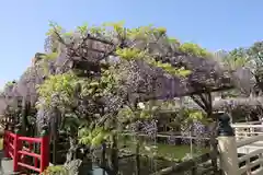 亀戸天神社(東京都)