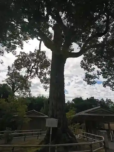 鹿苑寺（金閣寺）の自然