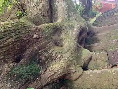 諏訪神社の自然