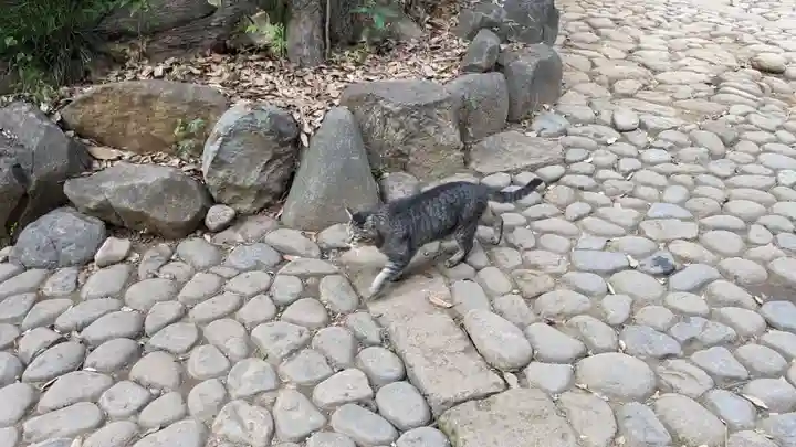 代々木八幡宮の動物