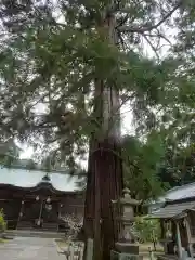 水主神社の自然