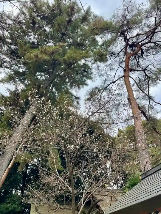 埼玉縣護國神社の{uncategorized: "未分類", other: "その他", undefined: "問題あり", building: "その他建物", grave: "お墓", sacred_gate: "鳥居", guardian: "狛犬", statue: "像", buddha: "仏像", history: "歴史", nature: "自然", garden: "庭園", animal: "動物", pagoda: "塔", temizu: "手水舎", mountain_gate: "山門・神門", sanctuary: "本殿・本堂", subordinate: "末社・摂社", art: "芸術", scenery: "景色", jizo: "地蔵", ema: "絵馬", goshuin: "御朱印", omikuji: "おみくじ", items: "授与品その他", amulet: "お守り", goshuincho: "御朱印帳", eats: "食事", festival: "お祭り", votive_dance: "神楽", shichigosan: "七五三参", wedding: "結婚式", experience: "体験その他", initially: "初詣", around: "周辺", anti_infection: "感染症対策"}